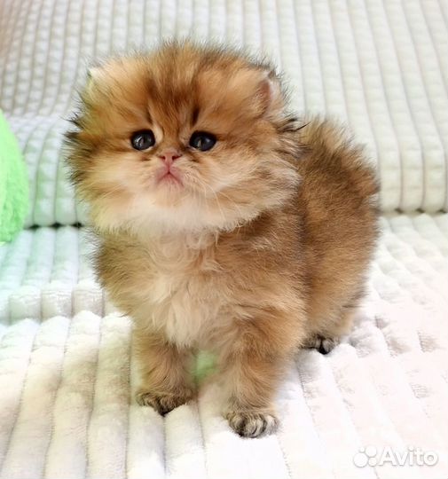 Котята золотые британские длинношерстные шиншиллы