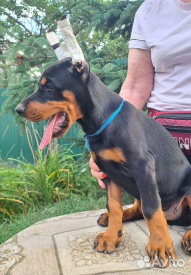 Щенки добермана с документами