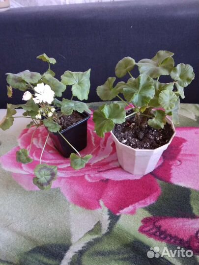 Герань пеларгония