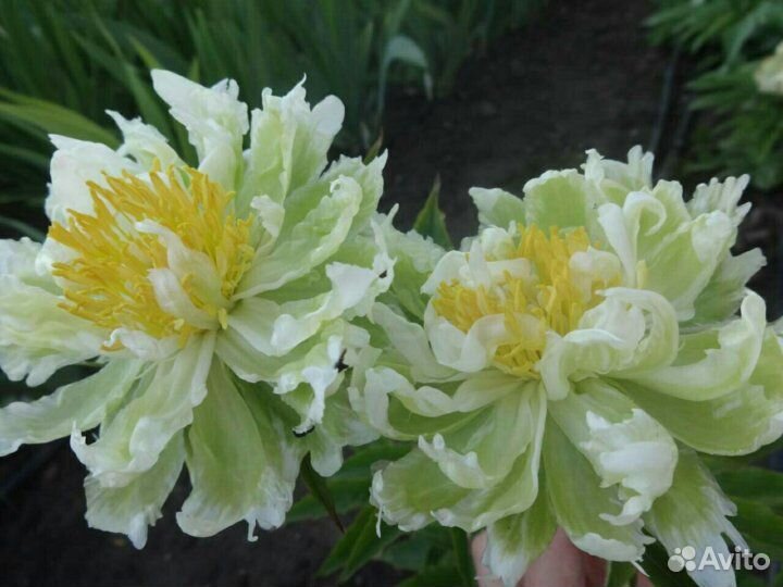 Пион Грин Хало