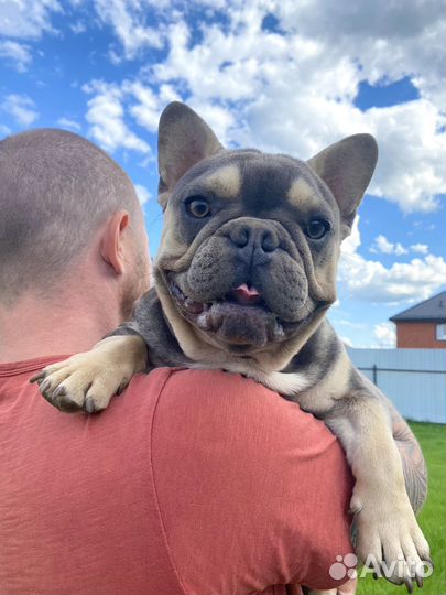 Голубой мальчик французкого бульдога