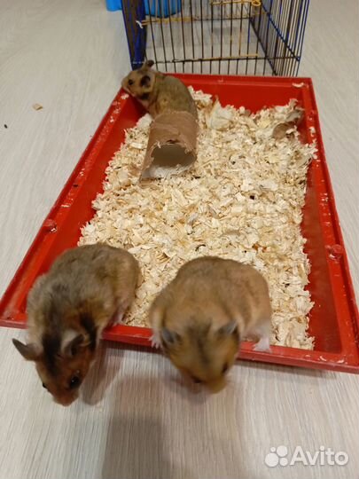 Сирийский хомяк