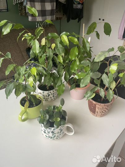 Фикус толстянка