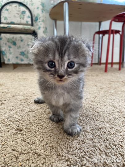 Вислоухие котята