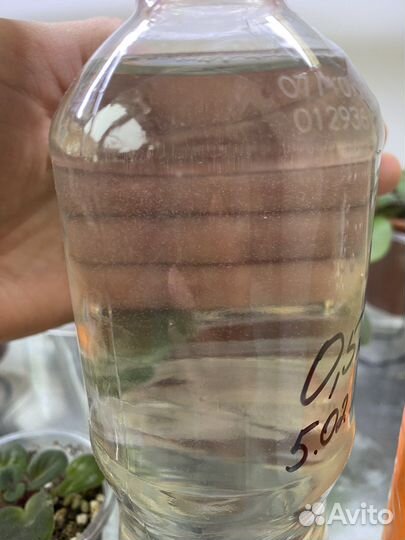 Инфузория (живая пыль)