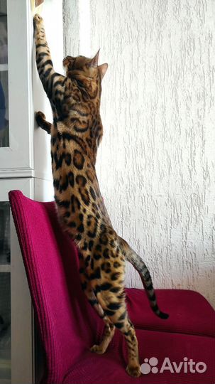 Вязка Бенгальский кот