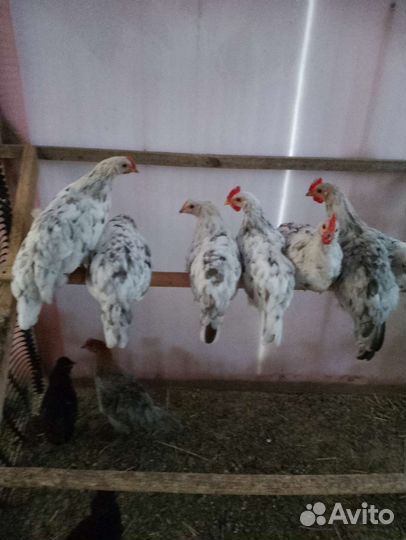 Породные курочки Сильверудд Блу