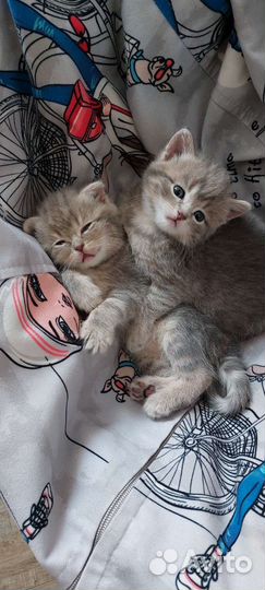 Британские котята
