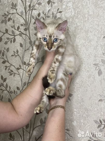 Бенгальские котята
