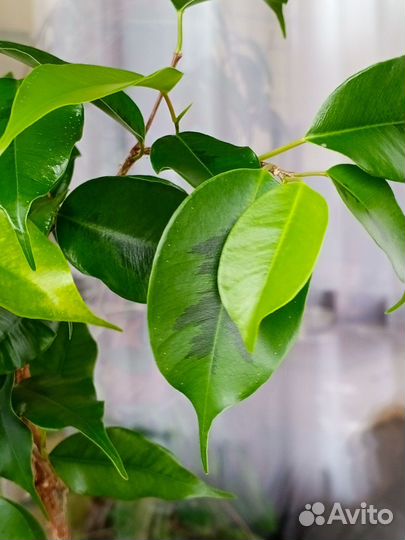 Фикус бенджамина