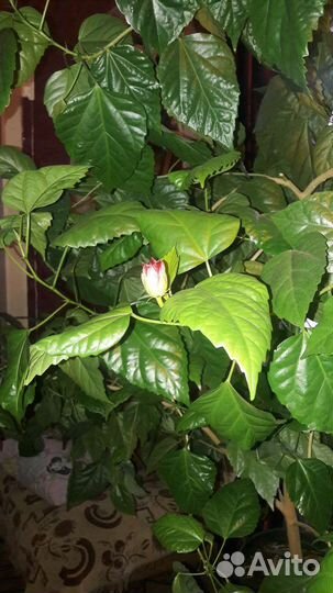 Гибискус китайская роза