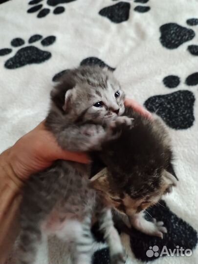Шотландские
