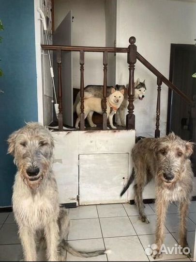 Передержка собак. Зоогостиница