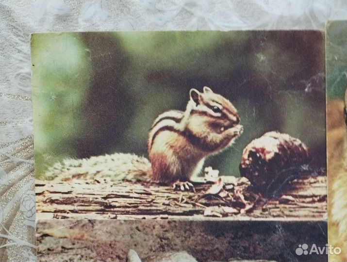 Открытки животные