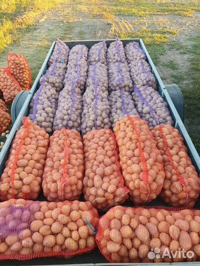 Картофель, сорт Гала