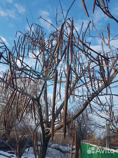 Семена южного дерева Катальпа