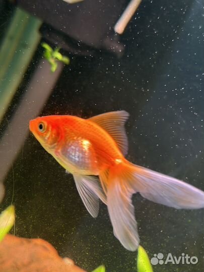 Золотые рыбки