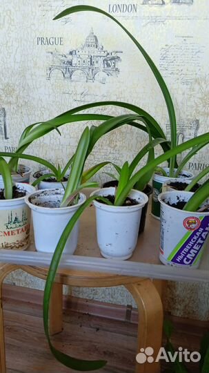 Геппеаструм