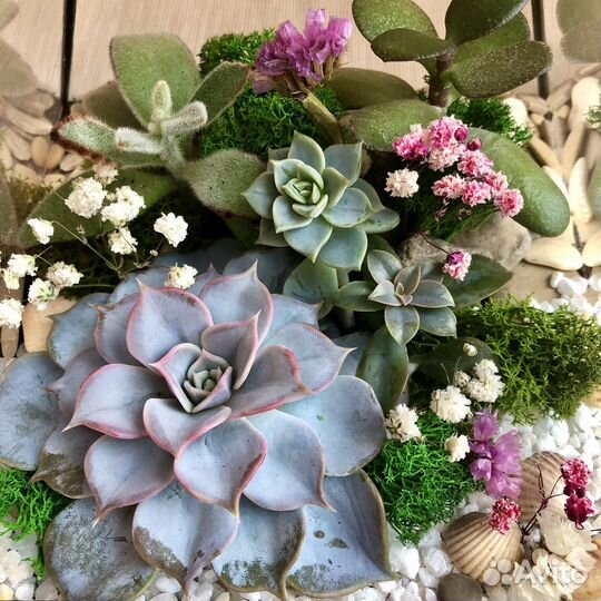 Флорариум Финансовая Пирамида с суккулентами