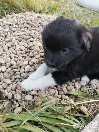 Маленькая собака в добрые руки бесплатно