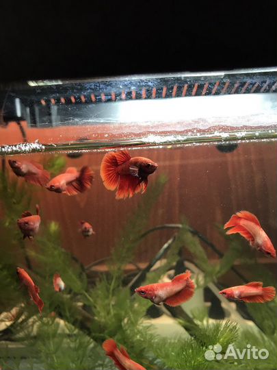 Рыбка петушок