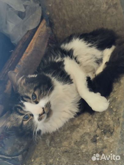 Котики бесплатно в добрые руки