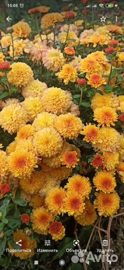 Хризантема мультифлора шар