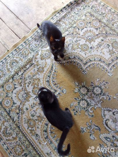 Котята в добрые руки бесплатно