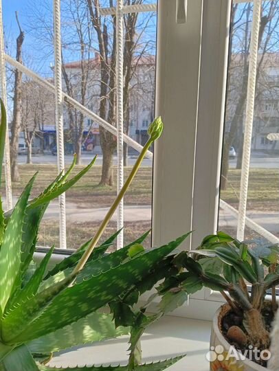 Комнатные цветы алоэ