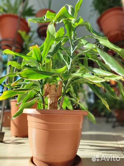 Драцена душистая