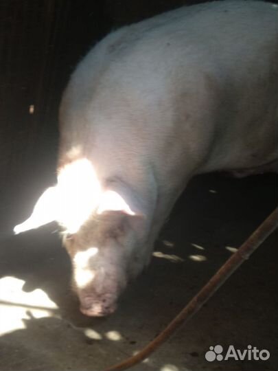 Хряк на племя