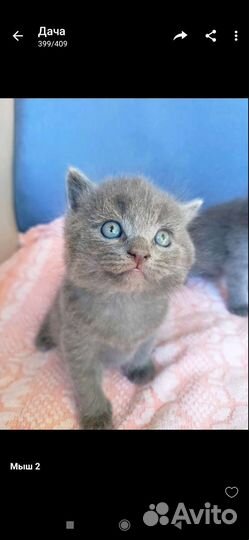 Британские котята в добрые руки бесплатно