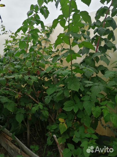 Малина сортовая