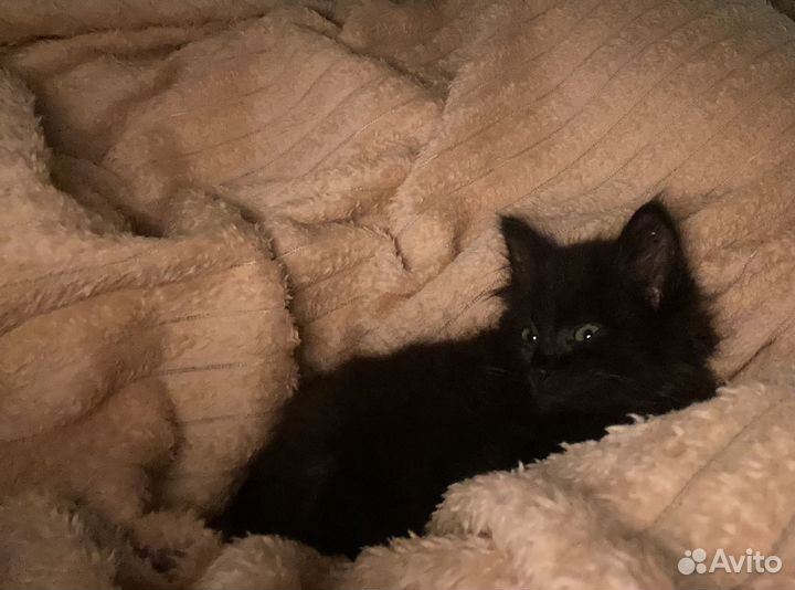 Котенок девочка в добрые руки