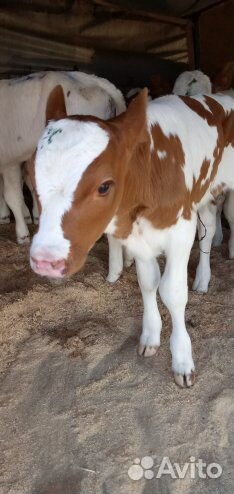 Телята бычки