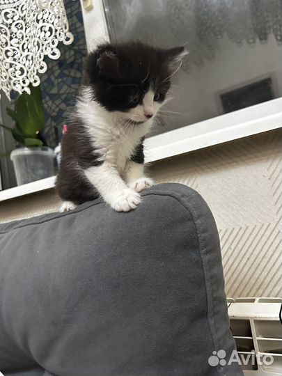 Отдам в добрые руки котеночка девочку