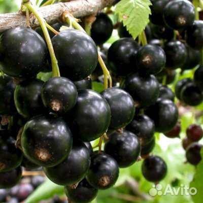 Саженцы смородины чёрной