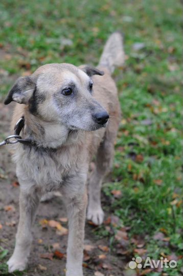 Собака в добрые руки отдам бесплатно