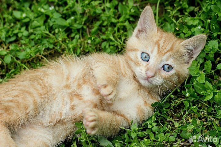 Котята 2 мес