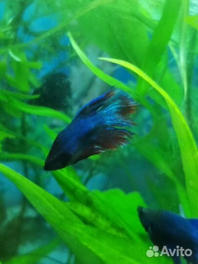 Аквариумные рыбки петушки
