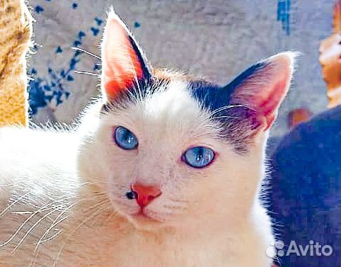 Голубоглазый Сократ-Аристократ - молодой кастрат