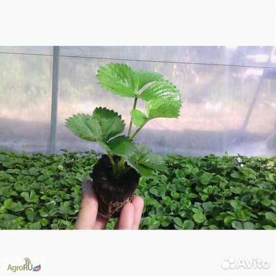 Саженцы клубники оптом