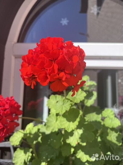 Пеларгония герань