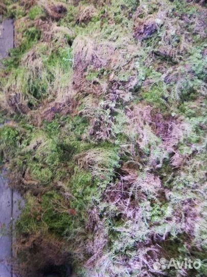 Мох сфагнум