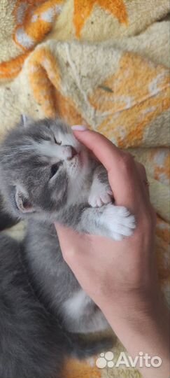 Котята мальчики