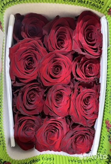 Роза Эквадор оптом