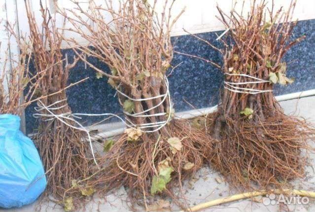 Коллекционные саженцы винограда