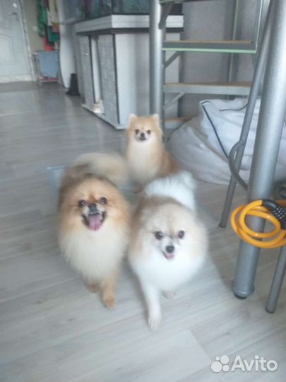 Шпице девочки продажа или обмен