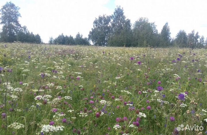 2023 года Мед Алтайский опт