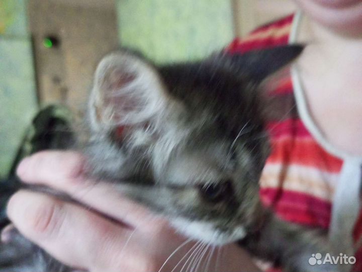 Кот защитник